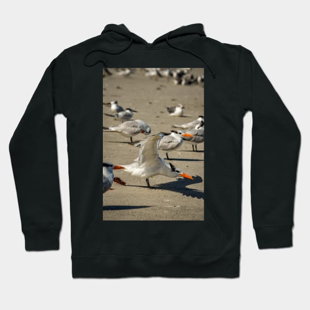 Terns Hoodie by cbernstein